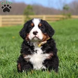 Jake, Bernese Mountain Dog Puppy